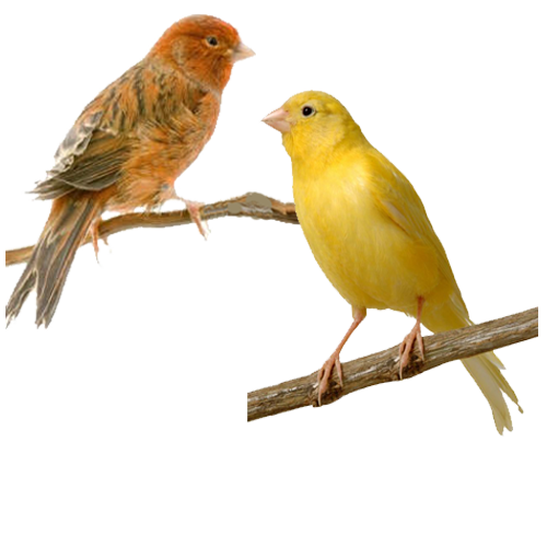 canari rapper canari rapper